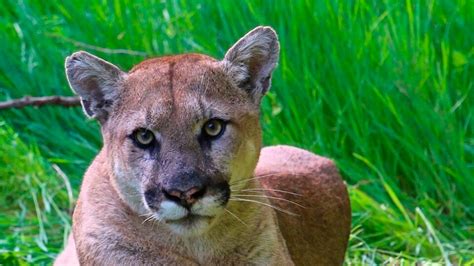8 Year Old Attacked By Cougar At Washingtons Olympic National Park