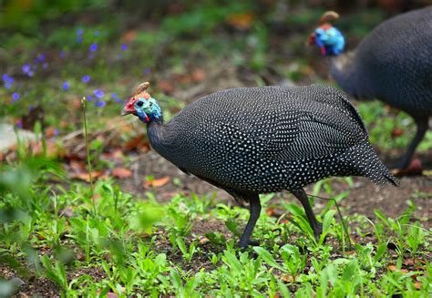 Two Guinea Fowls Bird Breeds Central