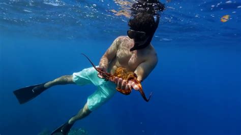 Best Snorkeling In Maui Hawaii Youtube