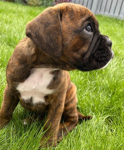 Uptown puppies connects vetted los angeles ca boxer breeders with people looking to buy a boxer puppy. Boxer Puppies For Sale | Los Angeles, CA #343635 | Petzlover