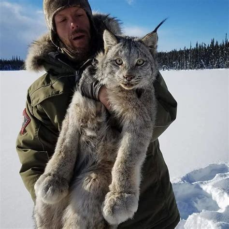 Meet The Canada Lynx Cat With Paws As Big As A Human Hand Bored Panda