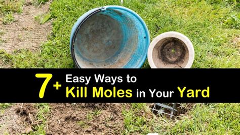 Do Dogs Get Rid Of Moles