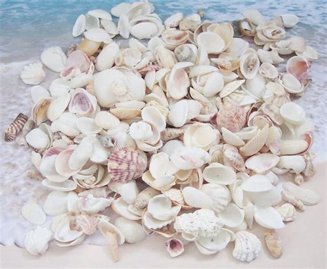 1 Lb Or 2 Lb Bulk Craft Shells Seashells Florida Beach