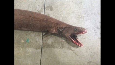 something out of ‘alien rare frilled shark caught off australian coast