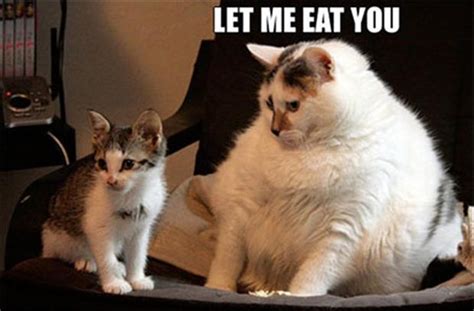 Funny Fat Cat Dump A Day