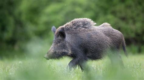 Alberta Offers 75 Bounties For Each Wild Boar Thats Trapped Or Killed