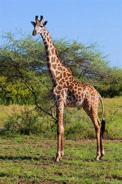 All this makes the african savanna a tropical biome, as shown immediately below. Giraffe on african savanna ~ Animal Photos ~ Creative Market