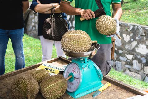 Scroll down to see lists of recommended durian farms to visit in may, june, july, august, september and even the delayed season in penang means that durians will start falling at almost the same time all over malaysia. Don't Believe the Clickbait! Durian Deserves Our Love. | TASTE