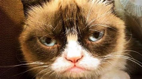 Grumpy Cat Dies Age Seven Au — Australias Leading News Site