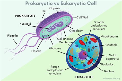 Prokaryote Cell Diagram