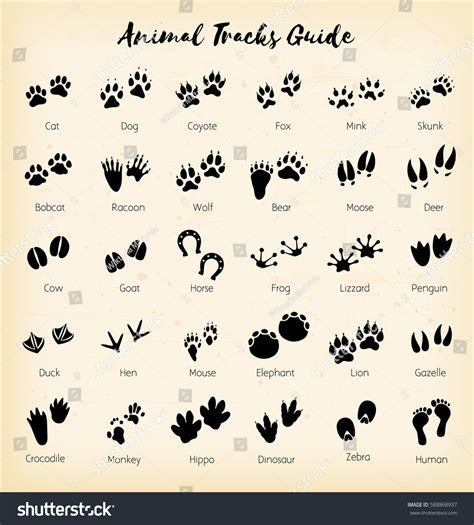 Free transparent animal tracks vectors and icons in svg format. Animal Tracks Foot Print Guide Vector Stock Vector ...
