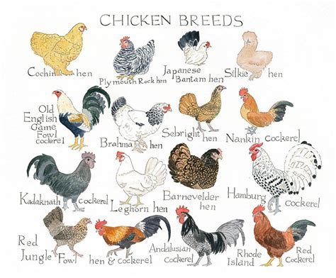 Poultry Breed Chart Types Of Poultry Poultry Breeds Types Of Chickens The Best Porn Website