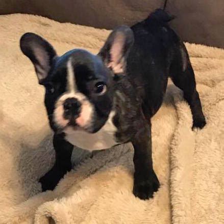 A little over 7 lbs do not miss out on the beautiful puppy. View Ad: French Bulldog Puppy for Sale near South Carolina ...