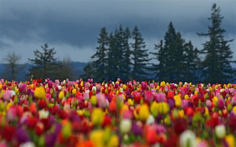 Hd Flowers Field Tulips Colorful Forest Trees Spruce Photo Background