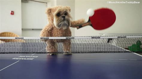 Munchkin The Ping Pong Champion Youtube