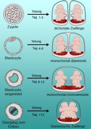Juni geburtstag hat, ist im sternzeichen zwillinge geboren. Entwicklung Zwillinge im 1. Monat - babywelten.ch