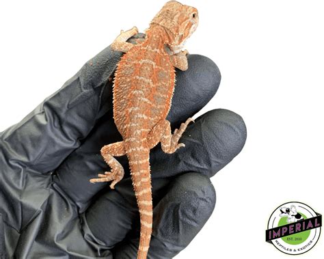 Red Bearded Dragon For Sale Imperial Reptiles Imperial Reptiles
