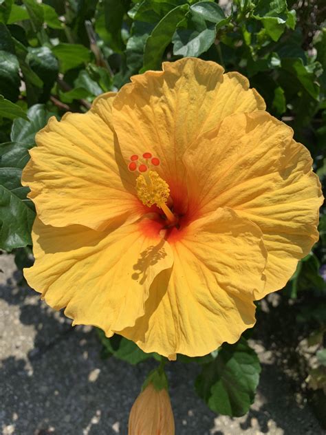 Hibiscus Gardening Plants House Siding Lawn And Garden Plant