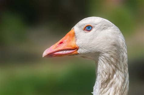 Goose Anatomy Migration And Behavior Britannica