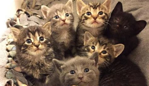 Stray Cat Found On Porch Gives Birth To Seven Furballs