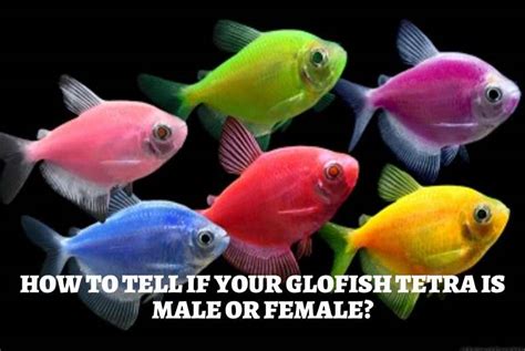 How To Tell If Your Glofish Tetra Is Male Or Female Tetra Fish Care