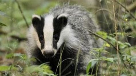 Second Badger Cull Licence Issued Bbc News