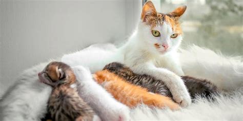 Kualitas makanan kucing dari royal canin memang tidak perlu diragukan lagi. Berbagai Jenis dan Merk Makanan Kucing Hamil Terbaik ...