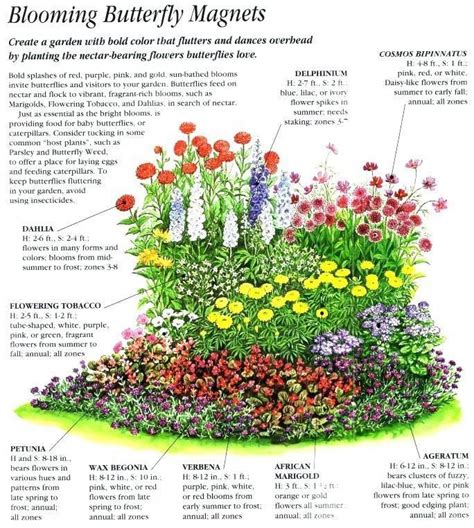 8 Pics Perennial Garden Designs For Zone 3 And Review