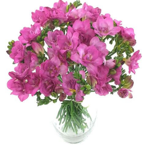 Maybe you would like to learn more about one of these? Irresistible Cerise Freesia Bouquet | Fresh Flowers | Free ...