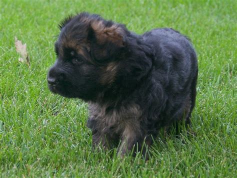Saber saber is a sable german shepherd. Vollmond - German Shepherd Puppies For Sale | Chicago ...
