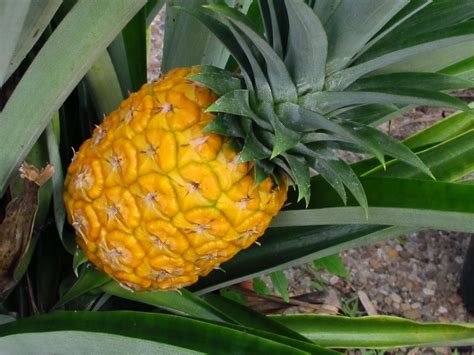 Pineapple - Plantscapers