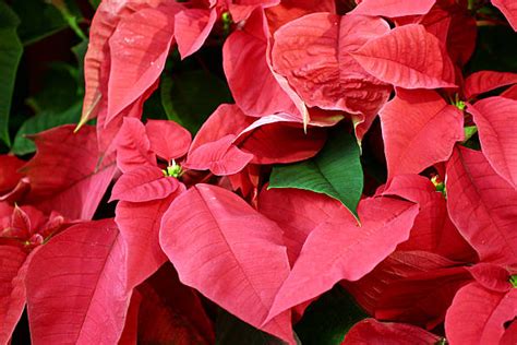 Marble Poinsettia Stock Photos Pictures And Royalty Free Images Istock