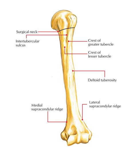 Easy Notes On 【humerus】learn In Just 4 Minutes Earths Lab Anatomy