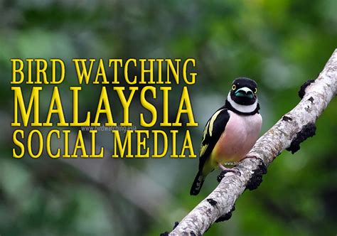 Bird Watching Malaysia Social Media Bird Watching Asia