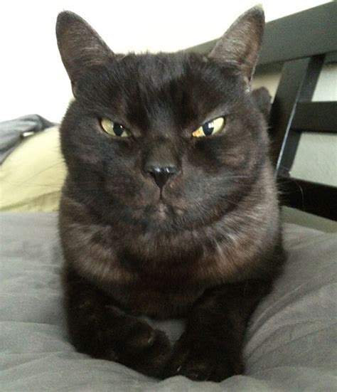 Let's take a look at five animals that are most often used for rodent solutions—and whether or not they are your best bet. How To Tell If Your Cat's Secretly Planning To Kill You ...