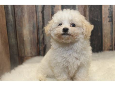 Bichon Frise-DOG-Female-White-2458465-Petland Racine, WI