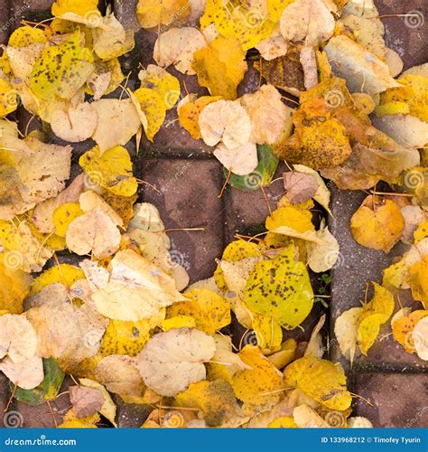 Seamless Yellow Autumn Leaves On The Sidewalk Tiles Background Stock