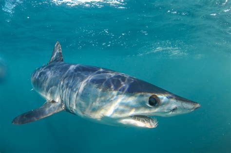 mako shark and blue shark diving off cabo san lucas mexico — sdm diving