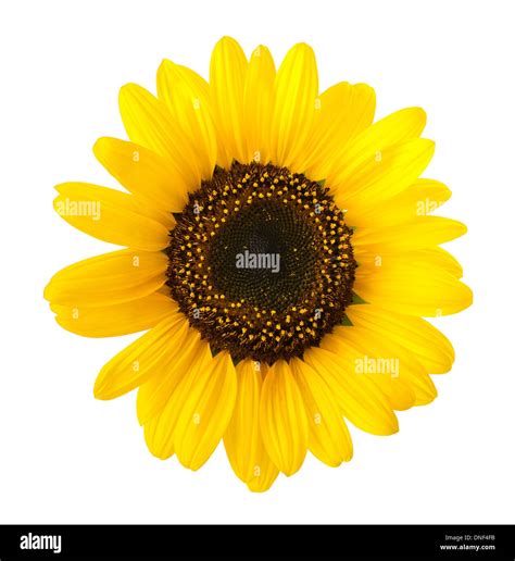 Girasoles Helianthus Annuus Imágenes Recortadas De Stock Alamy