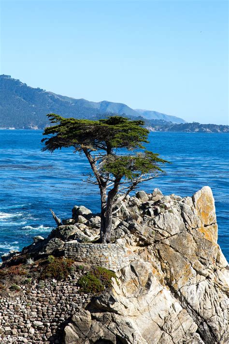 Lone Cypress On The 17 Mile Drive 17 Mile Drive Is A Scenic Road