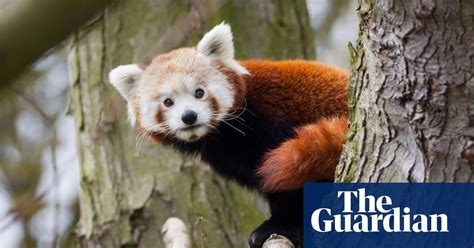 Red Panda Escapes From Zoo In Northern California Us News The Guardian