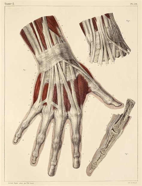 Hand Muscle Anatomy Diagram