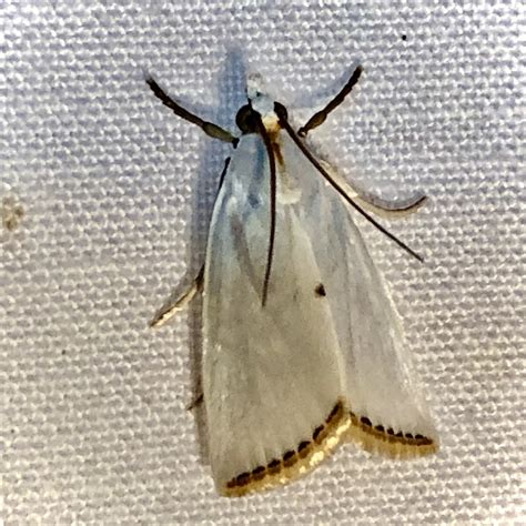 Snowy Urola Moth From Ssr Ra Houston Mo Us On June 03 2022 At 1006