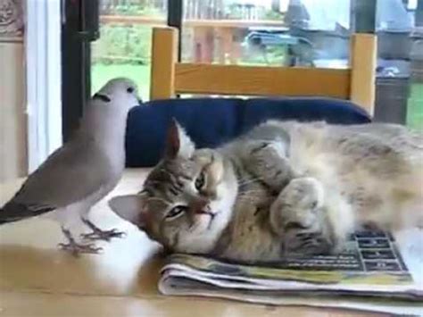 Gratis untuk komersial tidak perlu kredit bebas hak cipta. Burungnya Usil sama kucing lucu gendut - YouTube