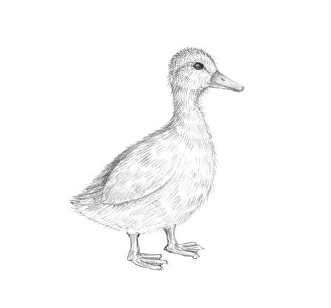 How To Draw A Duck