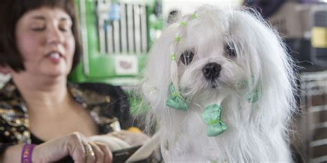 The Beauty Routines Of The Dogs Of Westminster
