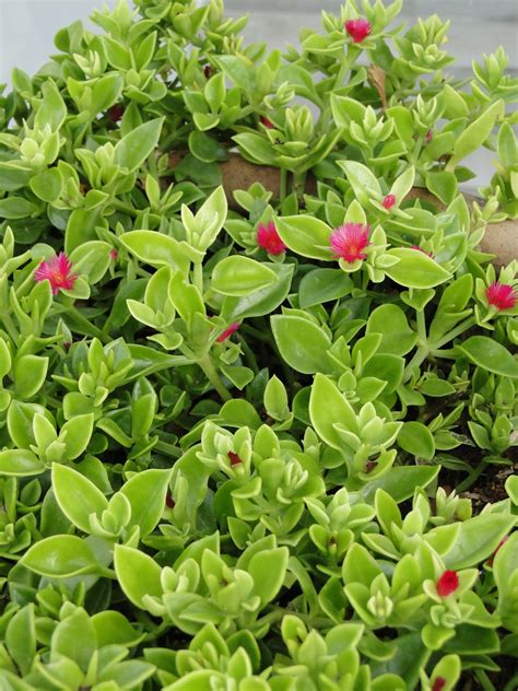 We would like to show you a description here but the site won't allow us. Rosinha-de-sol (Aptenia cordifolia) - Verde em Folha