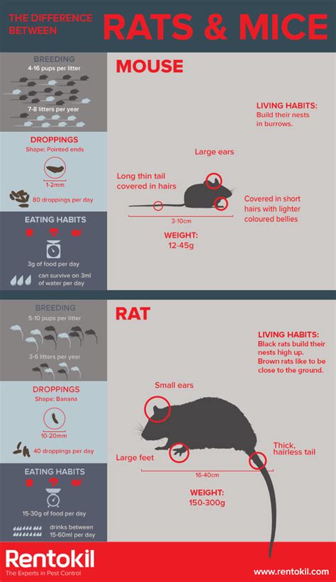 Chomped wires are a common cause of house fires. What is the Difference Between a Rat and a Mouse? | Rentokil