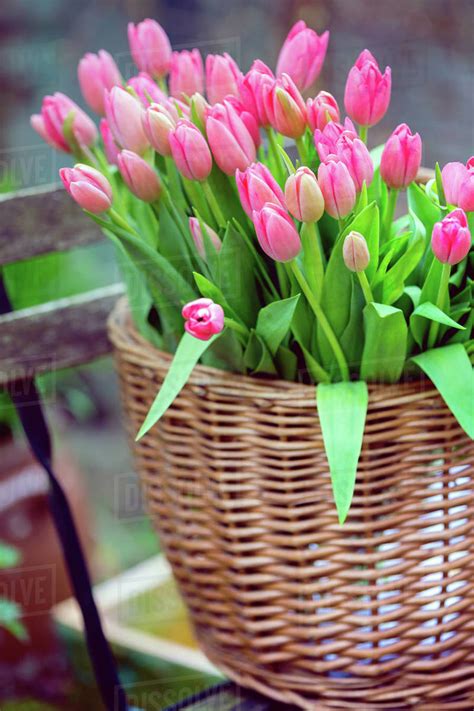 Basket With Huge Bouquet Of Pink Tulips In Amsterdam Trip To The