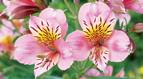 7 Loveliest Summer Flowers Youll Want In Your Garden Reformation Acres